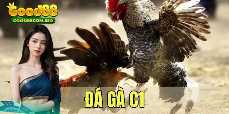 Đá gà c1